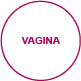 innenansichten vagina