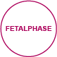 lebesphasen fetalphase