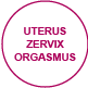orgasmus uteruszervixorgasmus