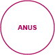 exteriorview anus