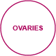 interiorview ovaries