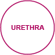 interiorview urethra