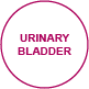interiorview urinarybladder