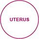 interiorview uterus