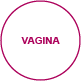 interiorview vagina
