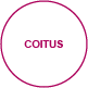 reproduction coitus