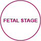 stagesoflife fetalstage