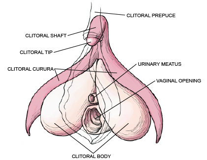clitoris en