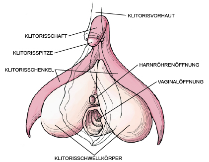 klitoris at